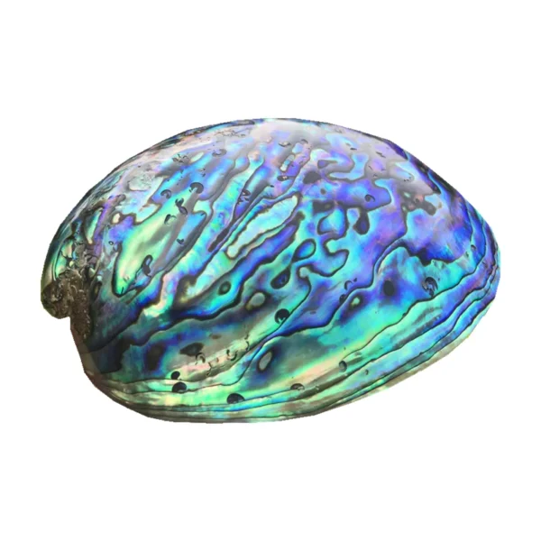 Polished Abalone Shell New Zealand Green Abalone shells 100% Natural Shell for Smudging Cleansing Meditation Home Décor and Gift - Image 4