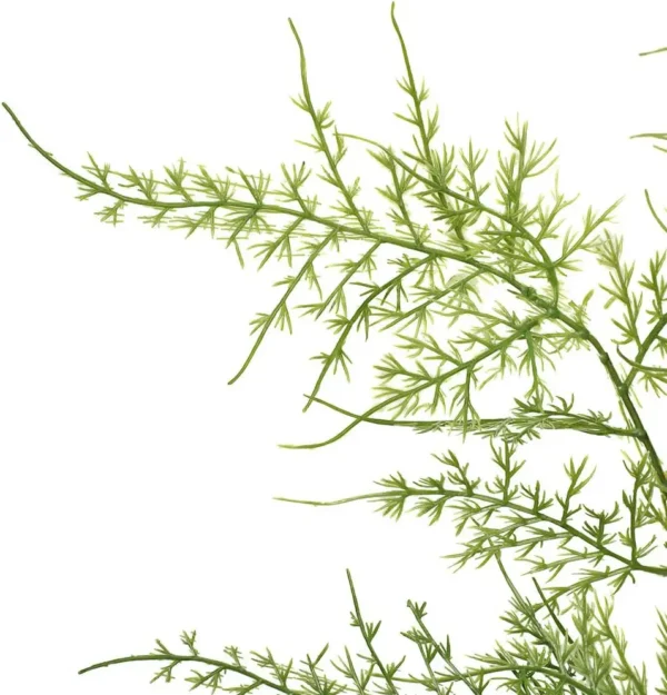 YeeNanee 4pcs 38in Tall Artificial Asparagus Fern Branches Green Boston Fern Plants Greenery for Home Bedroom Office Vase Décor - Image 2