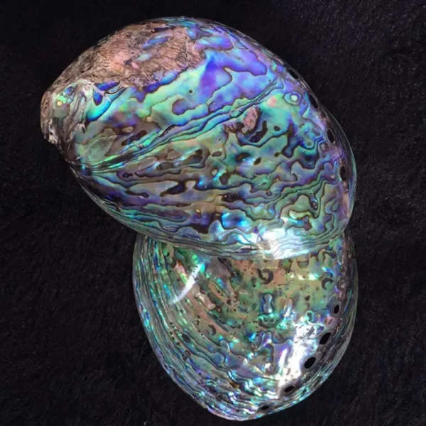 Polished Abalone Shell New Zealand Green Abalone shells 100% Natural Shell for Smudging Cleansing Meditation Home Décor and Gift - Image 3